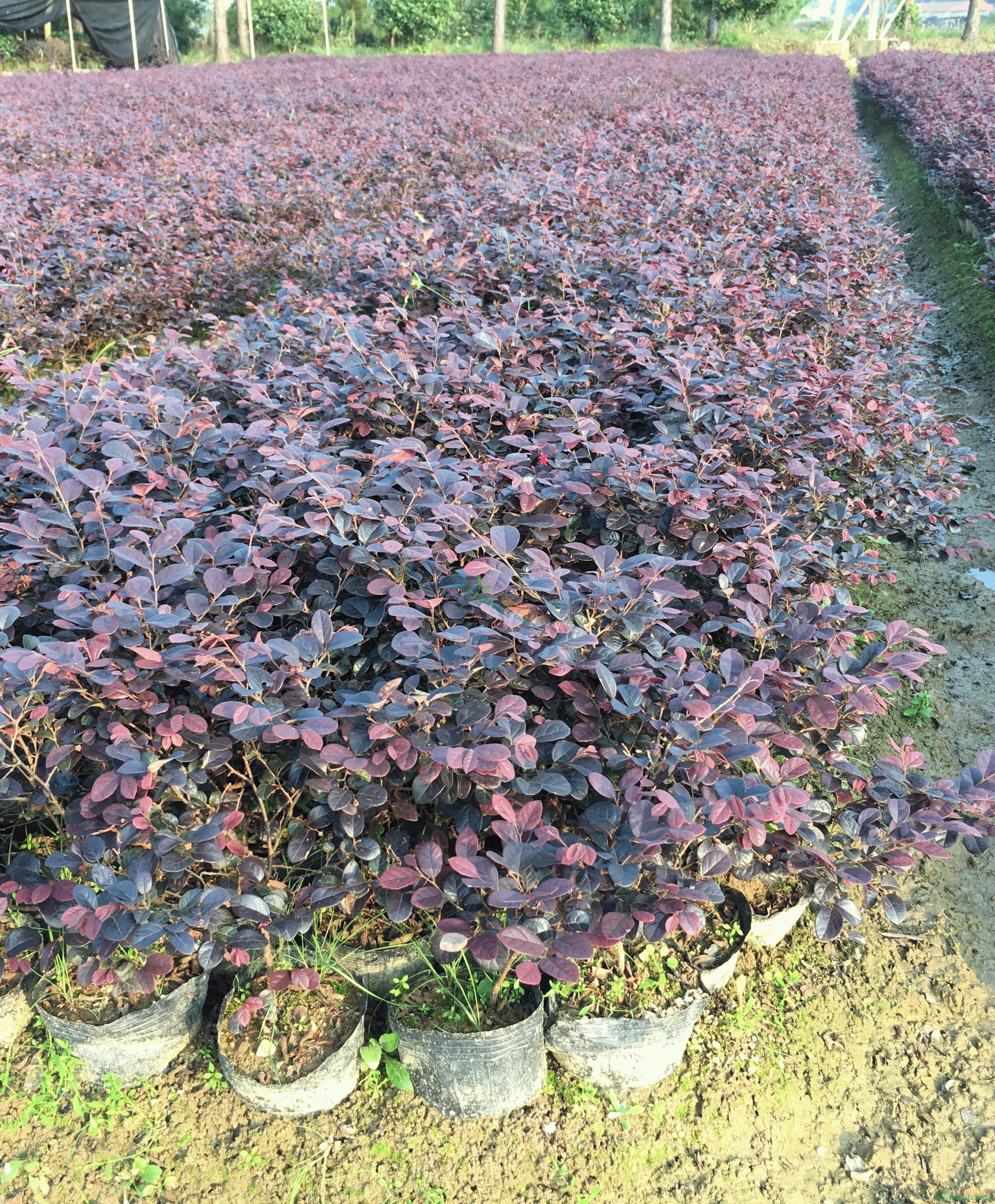 红花继木苗 红花继木杯苗 红花继木营养杯苗 红花继木容器苗